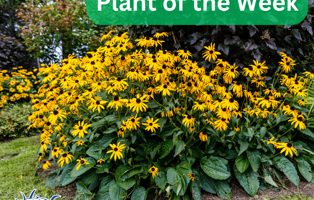 Plant of the Week: Black-Eyed Susan