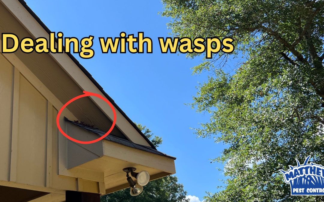 Wasps Hiding Around Your Home?