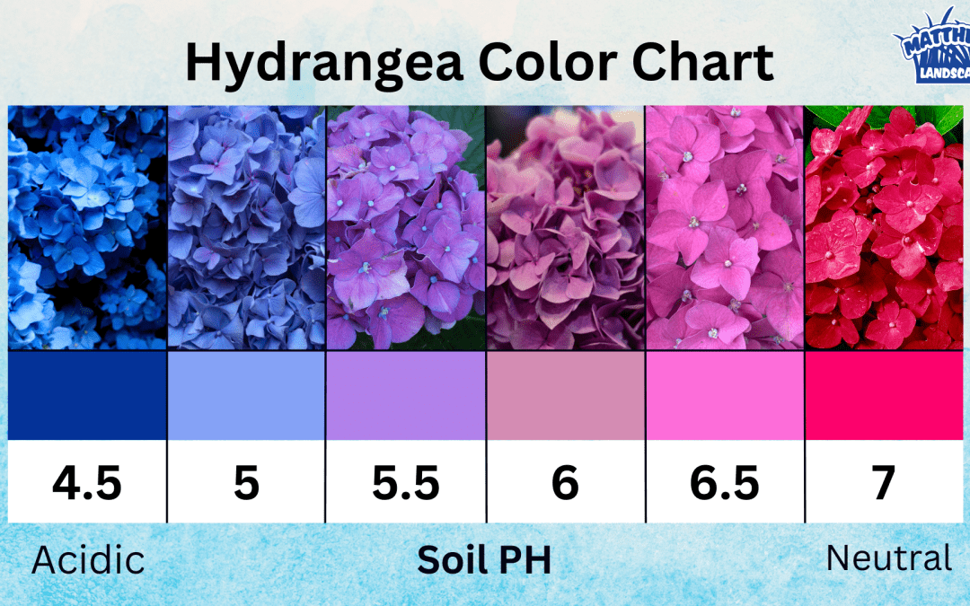 How Does Soil PH Affect Hydrangeas?