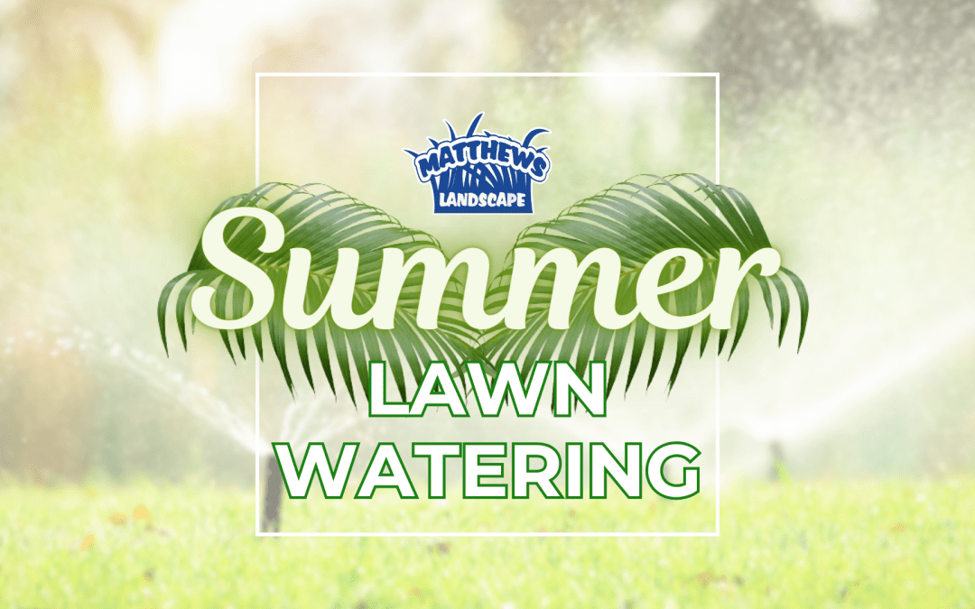 Summer Watering Dos and Don’ts