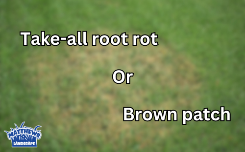 Root Rot vs Brown Patch Lawn Fungus