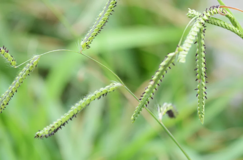 What Is Dallisgrass, and How Do I Treat It?