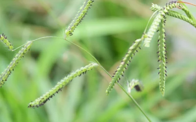 What Is Dallisgrass, and How Do I Treat It?