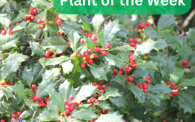 Plant of the Week: American Holly