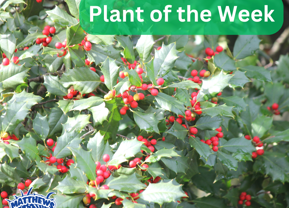Plant of the Week: American Holly