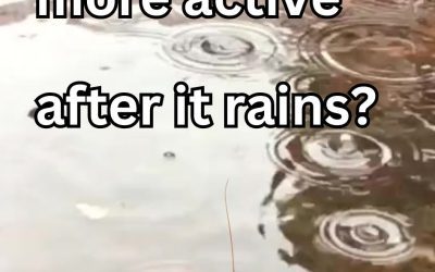 Why Are Bugs More Active After it Rains?