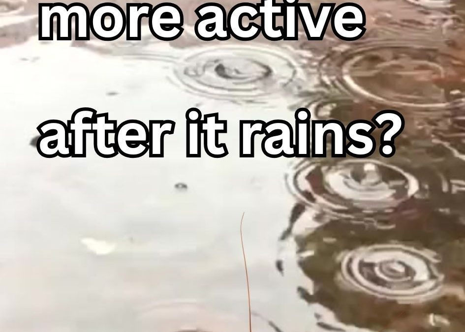 Why Are Bugs More Active After it Rains?