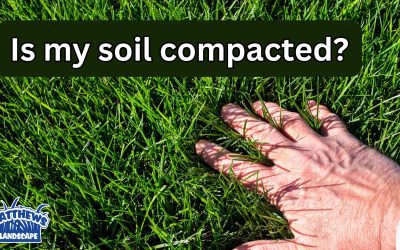 Ways to Know If You Have Lawn Compaction