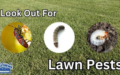 Look Out For Lawn Pests