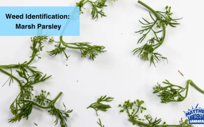 Weed Identification: Marsh Parsley