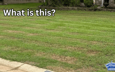 Yellow Patches In Bermuda Grass
