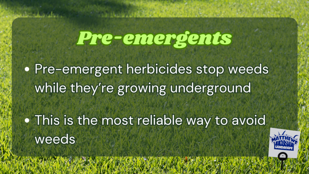 -Pre-emergent herbicides stop weeds while they’re growing underground
-This is the most reliable way to avoid weeds