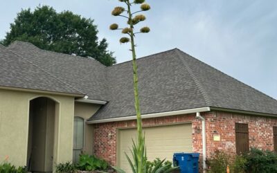 This Plant Only Blooms Once Every 10-30 Years and Then Dies