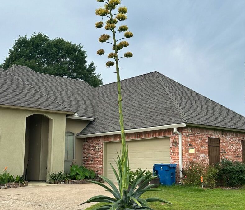 This Plant Only Blooms Once Every 10-30 Years and Then Dies