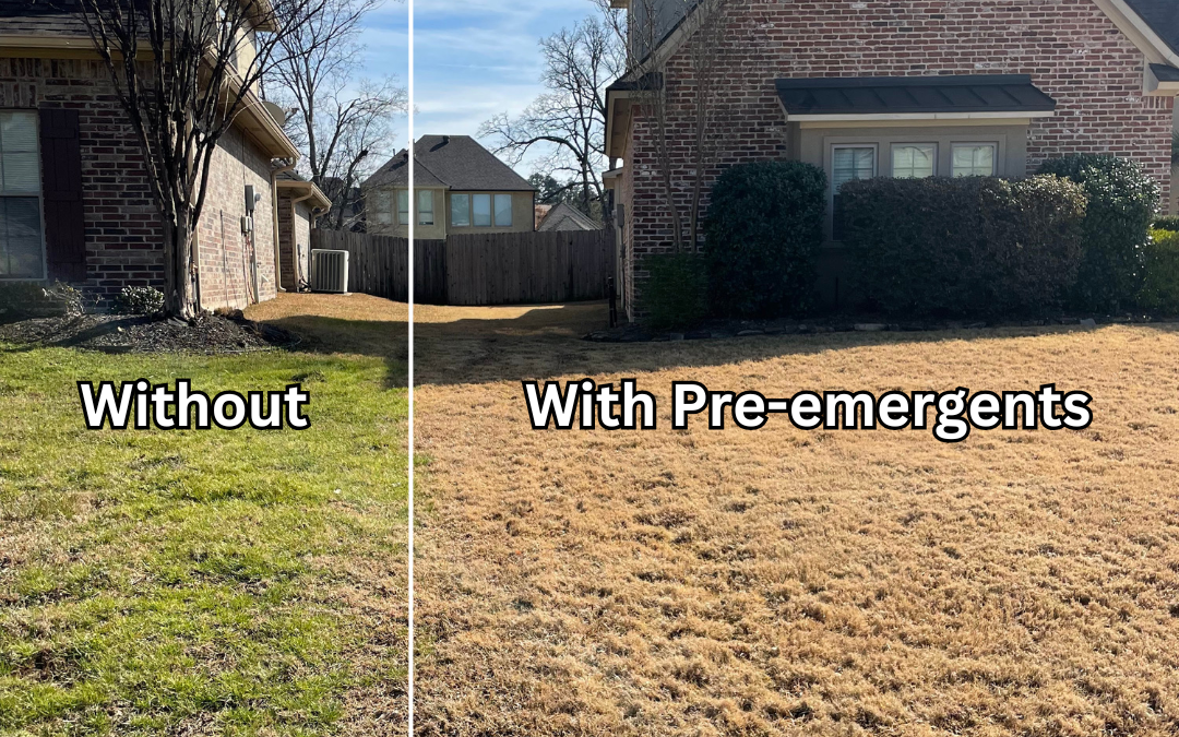 What Does a Yard Treated With Pre-emergents Look Like?