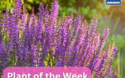 Plant of the Week: Meadow Sage