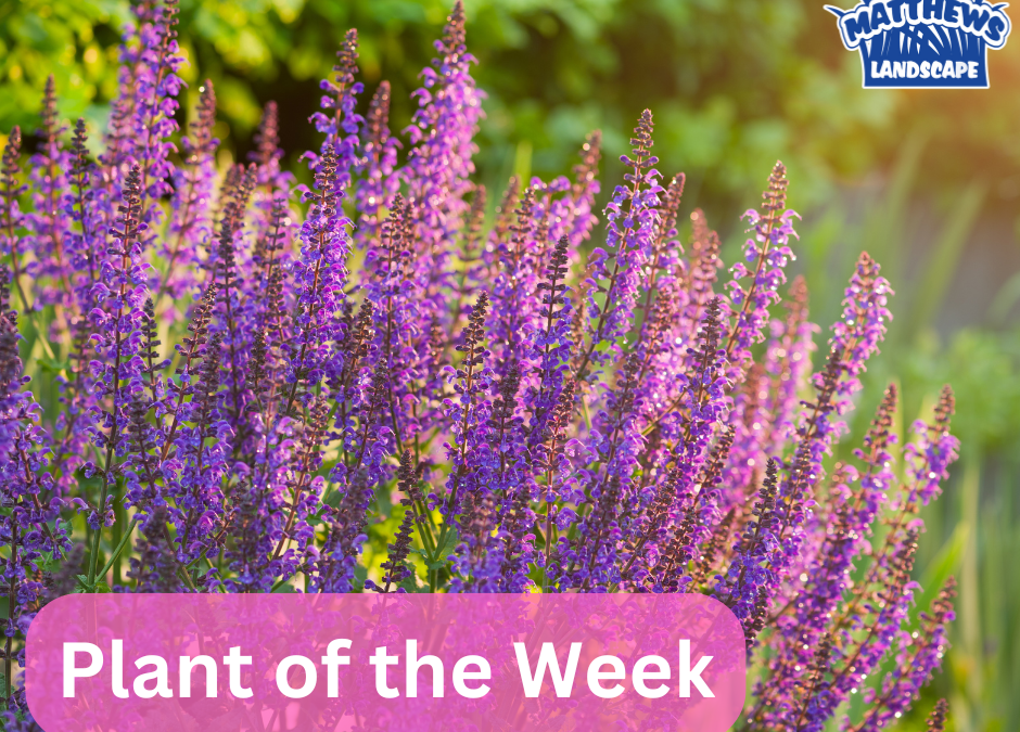 Plant of the Week: Meadow Sage