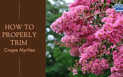 How to Trim Crape Myrtles Correctly