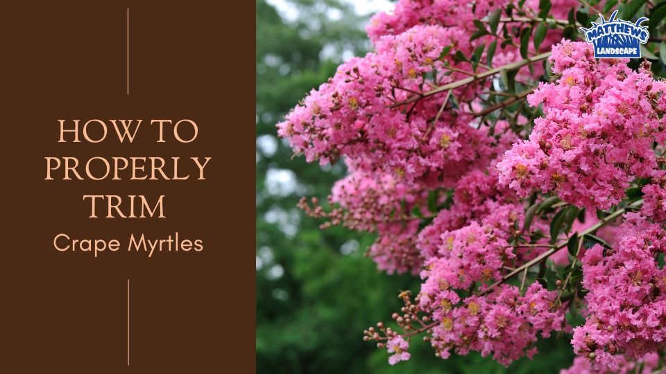 How to Trim Crape Myrtles Correctly