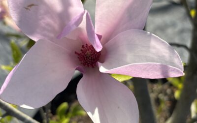 Plant of the Week: Jane Magnolia