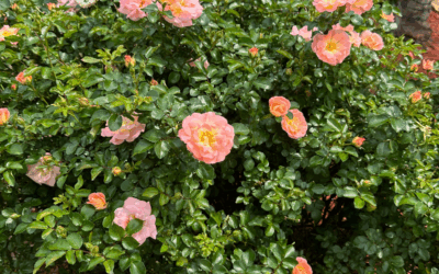 Alternative to Knockout Roses