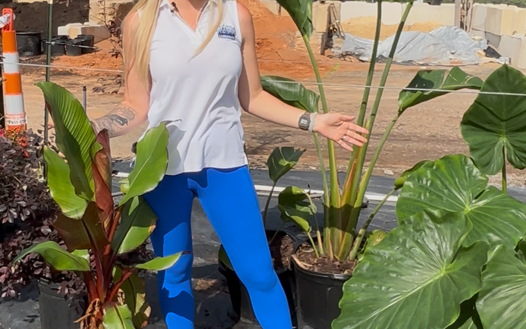 Consider Adding Tropicals to Your Landscape