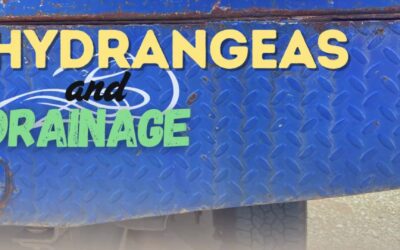 Hydrangeas and Drainage