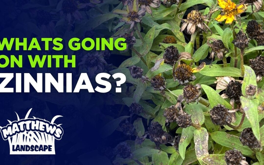 What’s Going on With Zinnias?