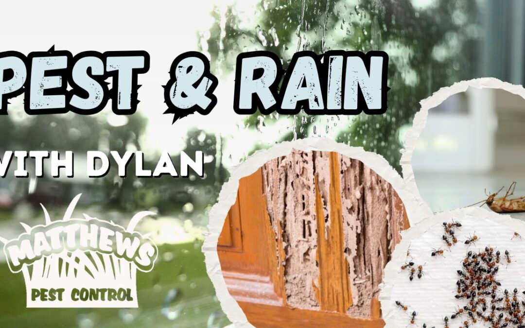 Pests and Rain