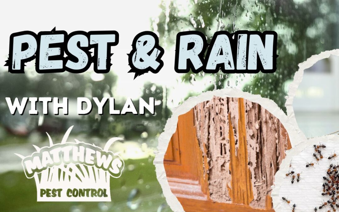 Pests and Rain
