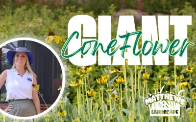 Giant Coneflower: A Native Perennial