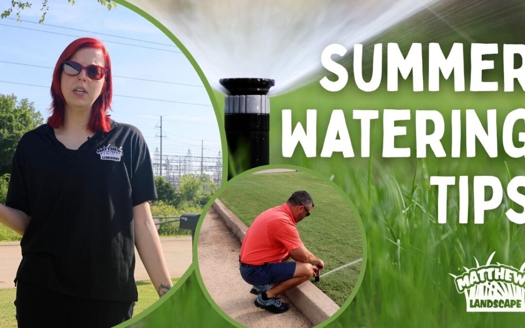 Summer Watering Tips