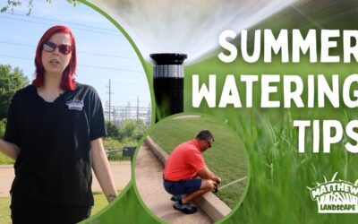 Summer Watering Tips