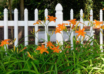 Plant of the Week: Daylily
