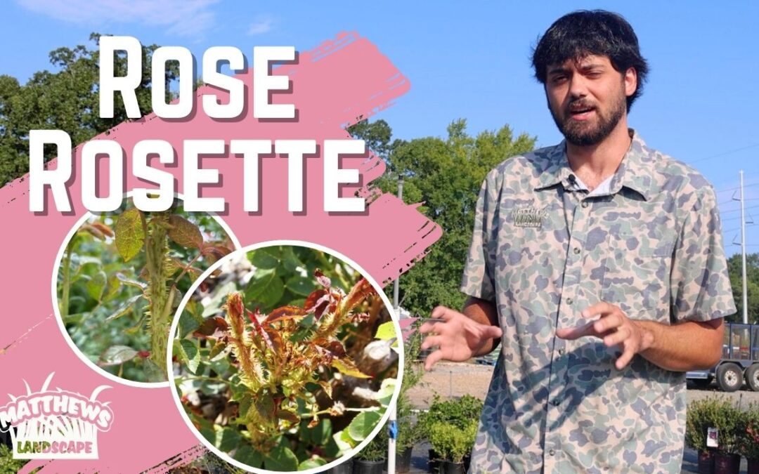 What is Rose Rosette?