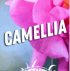 Facts About Camellias