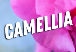 Facts About Camellias